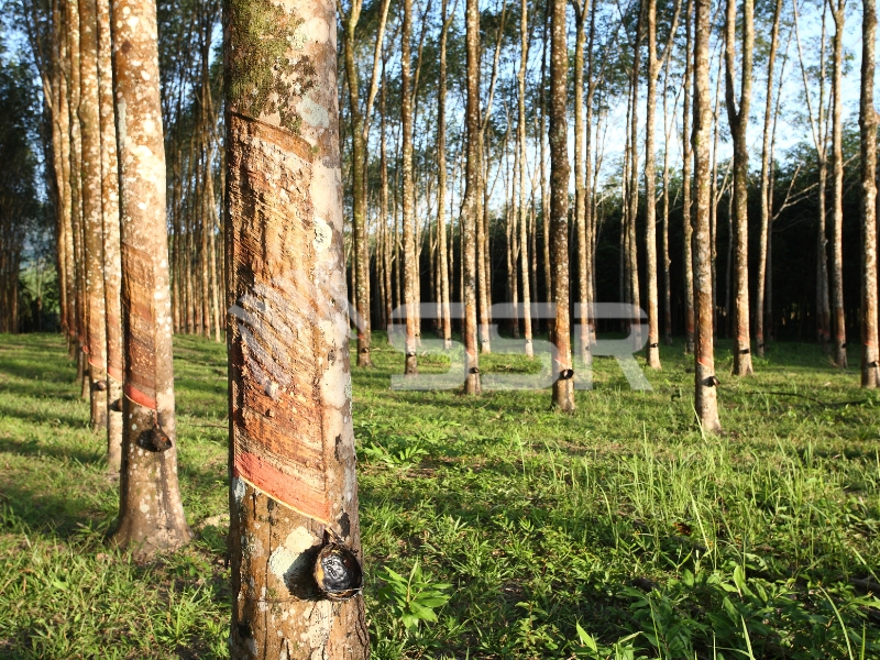 rubber-tree