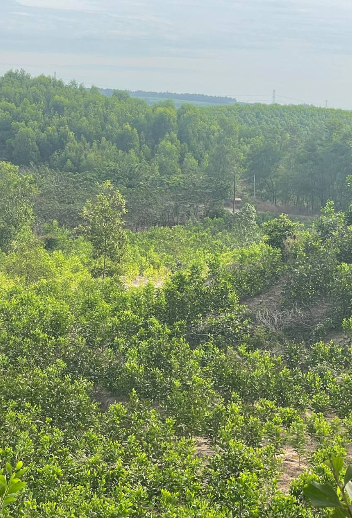 Forest Management