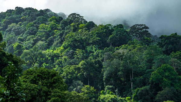 forest esg
