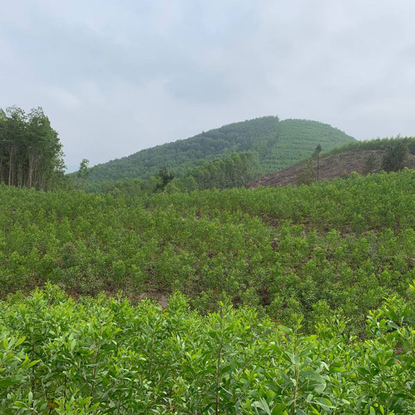 forest managements