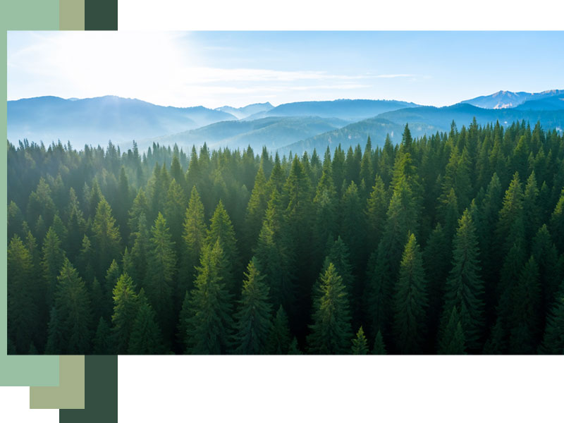 Forest Management