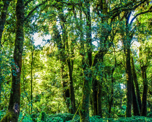 Forest Management