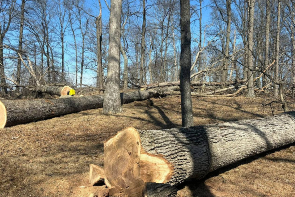 Forest Management