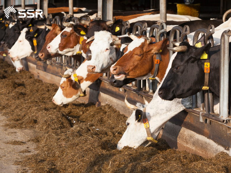 animal manure