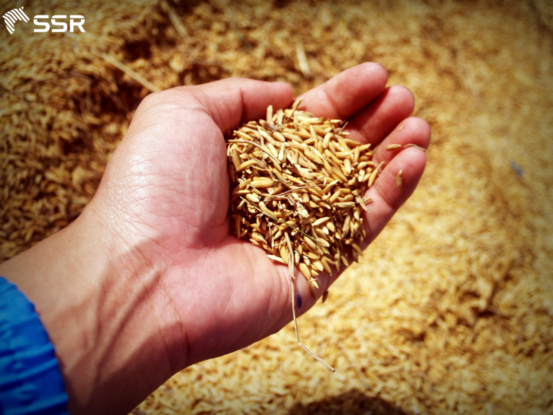 rice husk